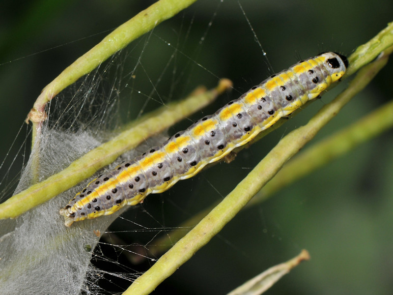 Larve di Evergestis extimalis in giardino