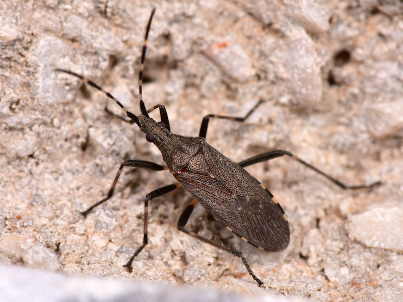 Stenocephalidae:  Dicranocephalus marginicollis - Serifos (Cicladi)