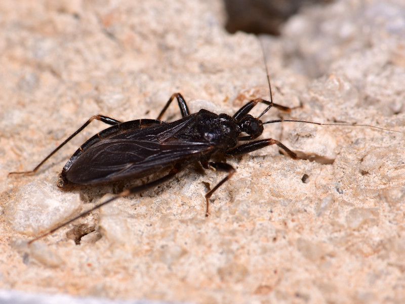 Quattro Reduviidae di Serifos (isole Cicladi)