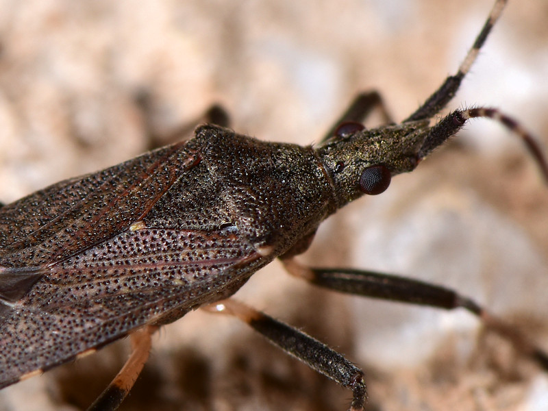 Stenocephalidae:  Dicranocephalus marginicollis - Serifos (Cicladi)