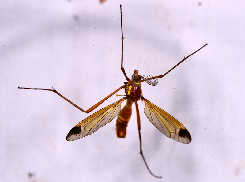 Ctenophora (Cnemoncosis) ornata  (Tipulidae)