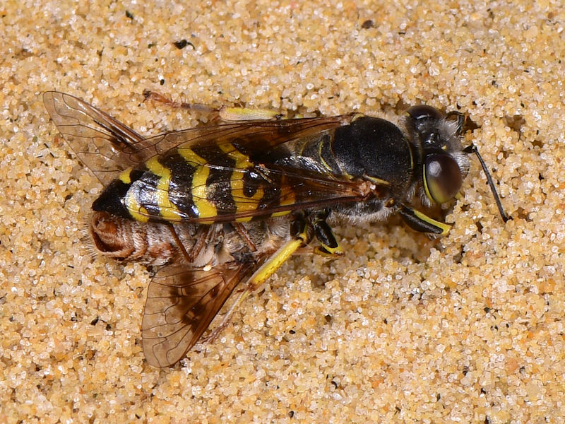 Bembix oculata (Crabronidae) da Serifos