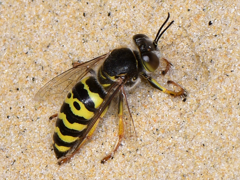 Bembix oculata (Crabronidae) da Serifos