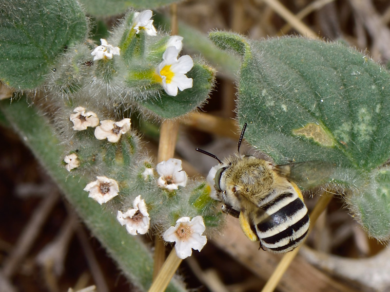 Apidae Anthophorinae: Amegilla sp., femmina (Serifos, Cicladi)