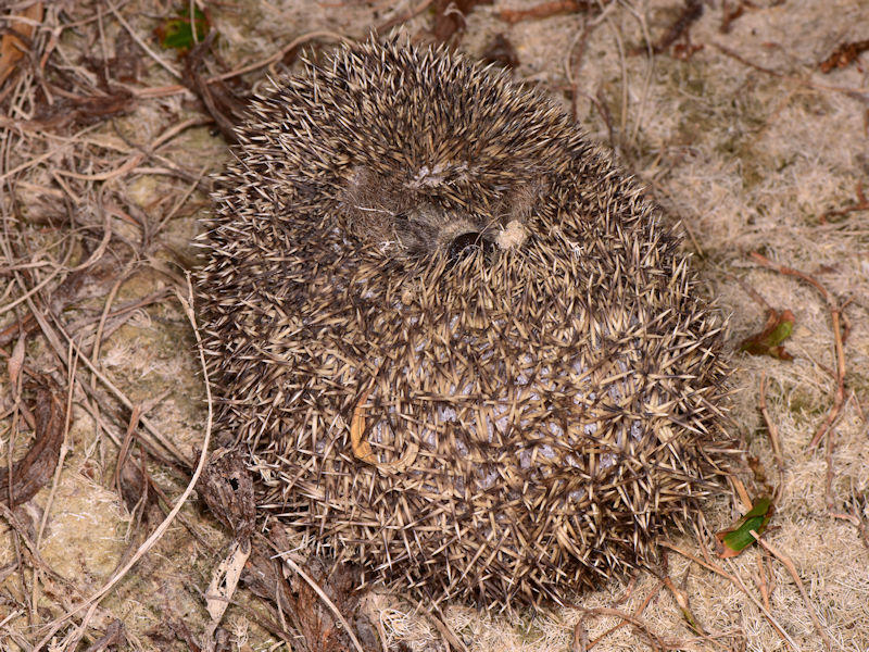 Riccio orientale, Erinaceus roumanicus