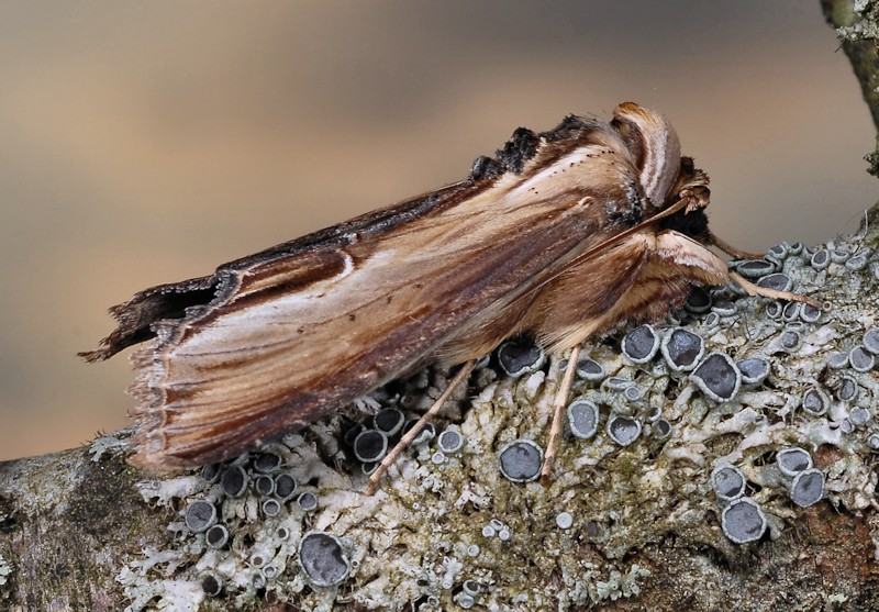 Cucullia (Shargacucullia) lychnitis