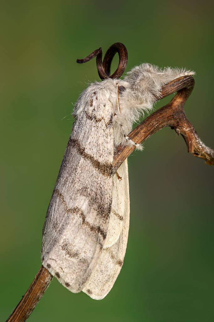 ID Falena - Calliteara pudibunda