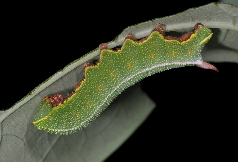 Ciclo vitale di Hemaris fuciformis