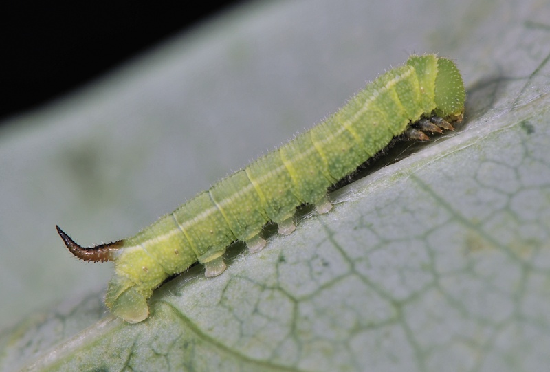 Ciclo vitale di Hemaris fuciformis