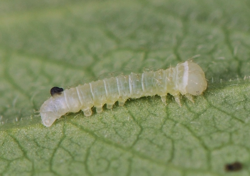 Ciclo vitale di Hemaris fuciformis