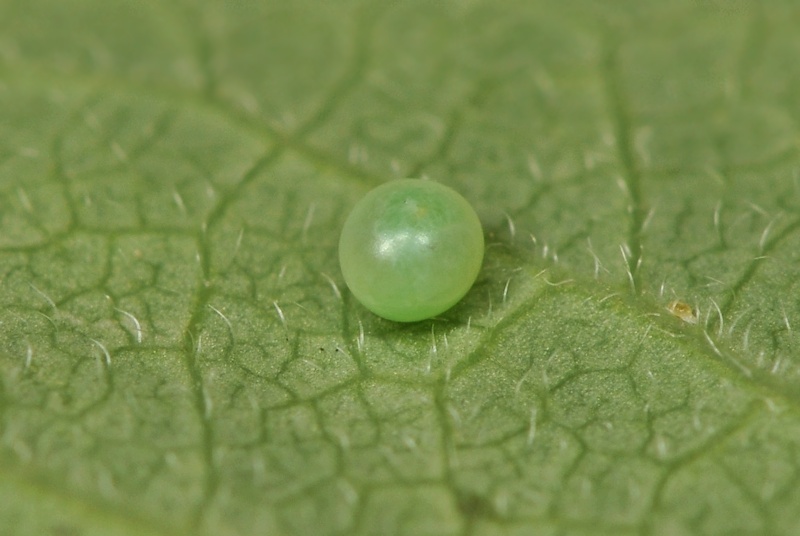 Ciclo vitale di Hemaris fuciformis