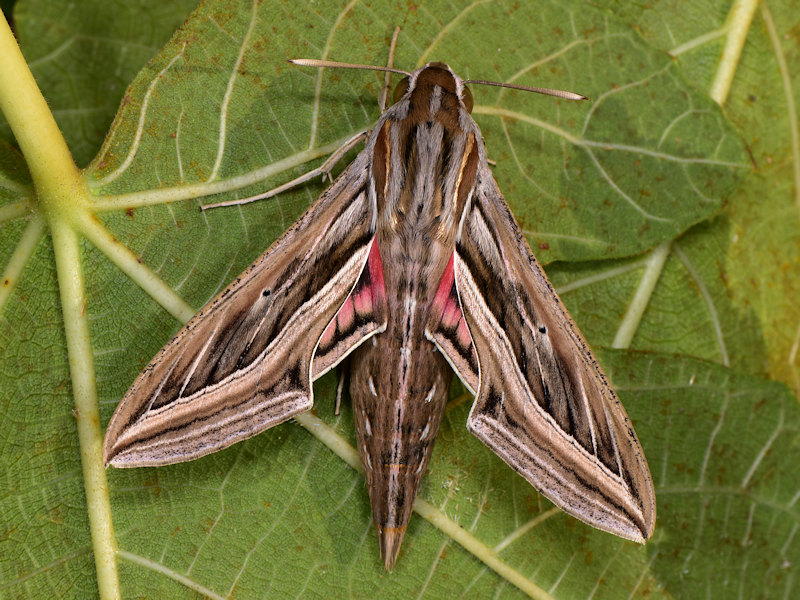 Hippotion celerio - Sphingidae