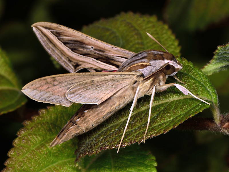 Hippotion celerio - Sphingidae