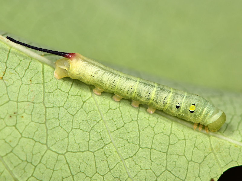 Hippotion celerio - Sphingidae