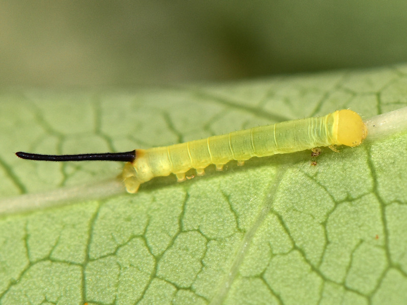 Hippotion celerio - Sphingidae