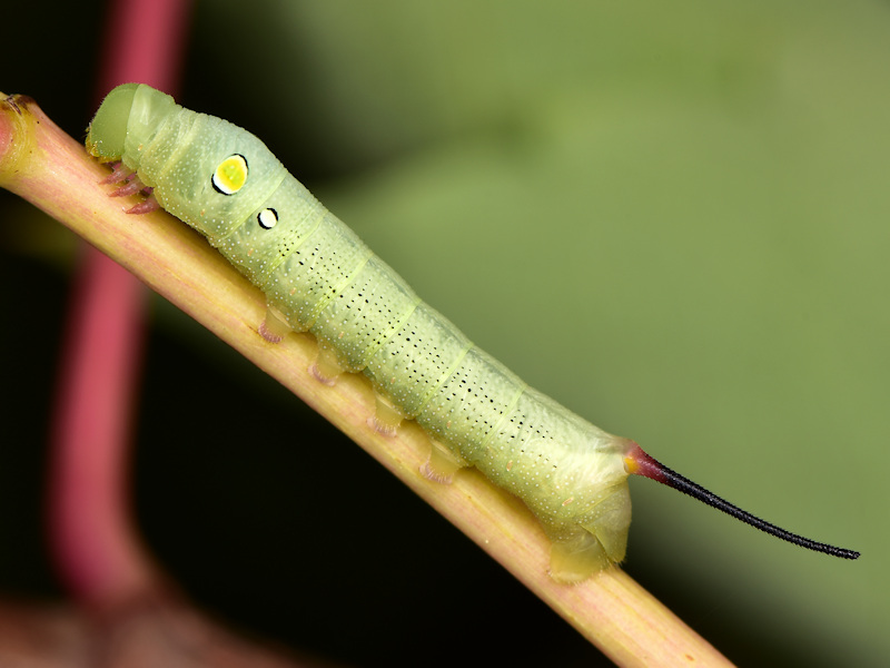 Hippotion celerio - Sphingidae