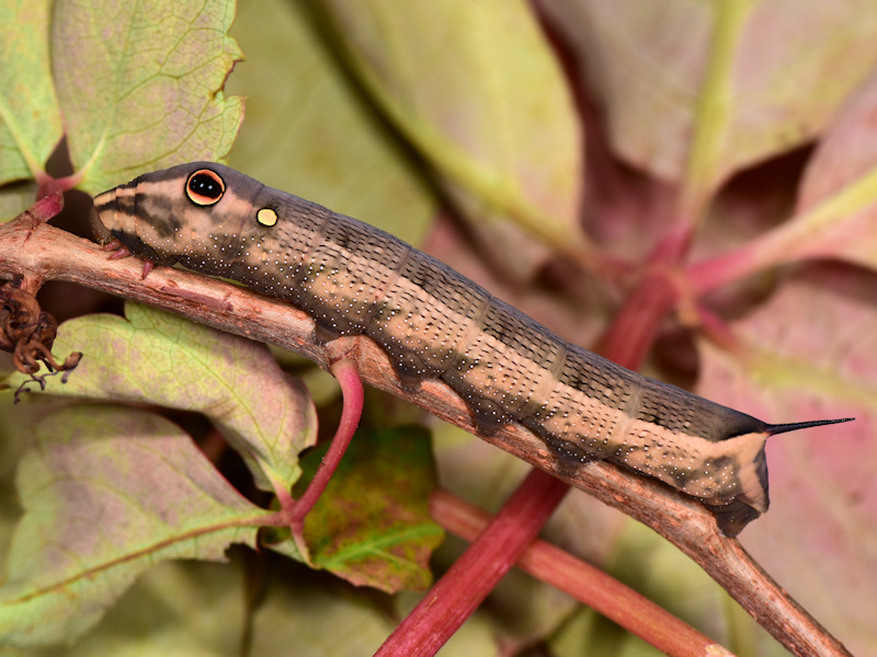 Hippotion celerio - Sphingidae