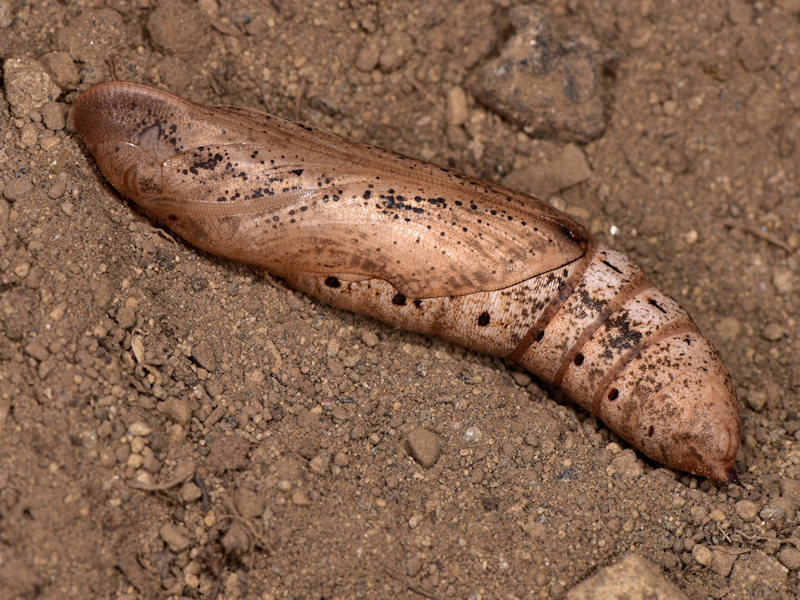 Hippotion celerio - Sphingidae