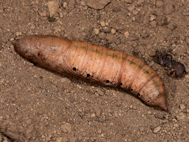 Hippotion celerio - Sphingidae