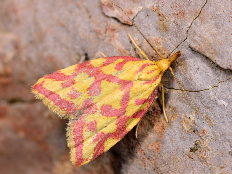 Microlepidotteri, SIC Monte Calvo e Monte Calvilli, Frosinone