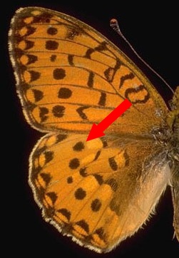 Farfalla da ID: Boloria sp.?