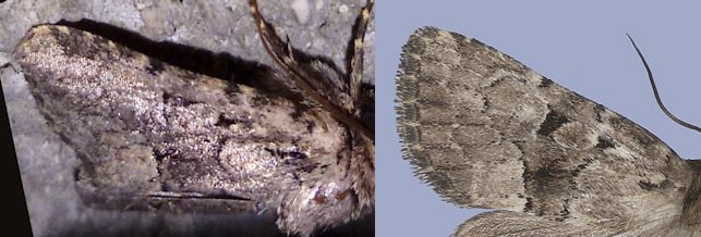 Aiuto ID - Clemathada calberlai, Noctuidae