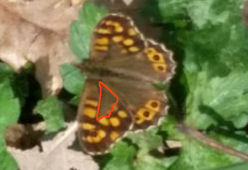 Identificazione farfalla - Pararge aegeria, Nymphalidae