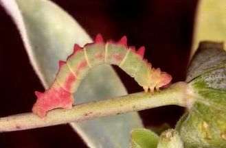 Geometridae: Eucrostes indigenata (de Villers, 1789)