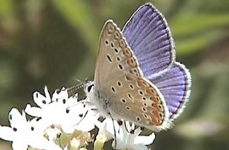 Polyommatus icarus o thersites?