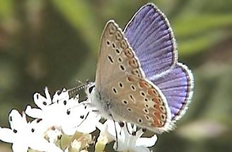 Polyommatus icarus o thersites?