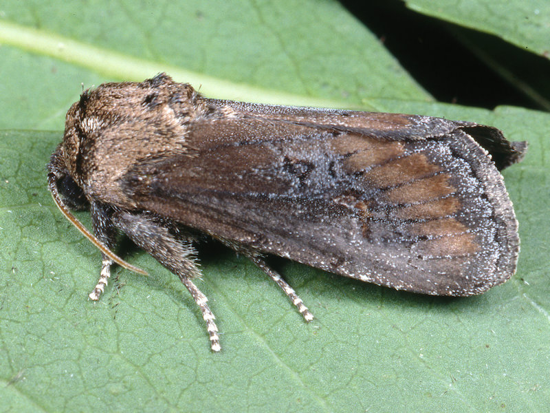 Brithys crini - Noctuidae: dalla larva all''adulto