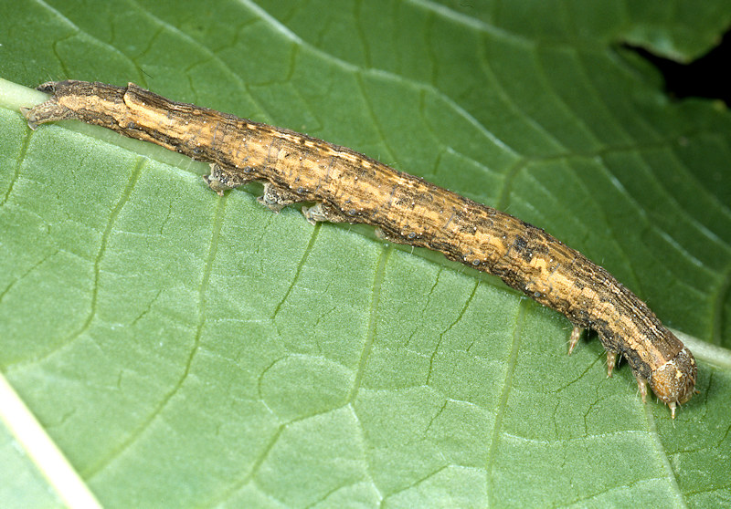 Identificazione bruco - Dysgonia algira