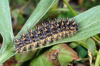 Melitaea phoebe / ornata