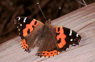 Danaus (Danaus) plexippus e Vanessa atalanta