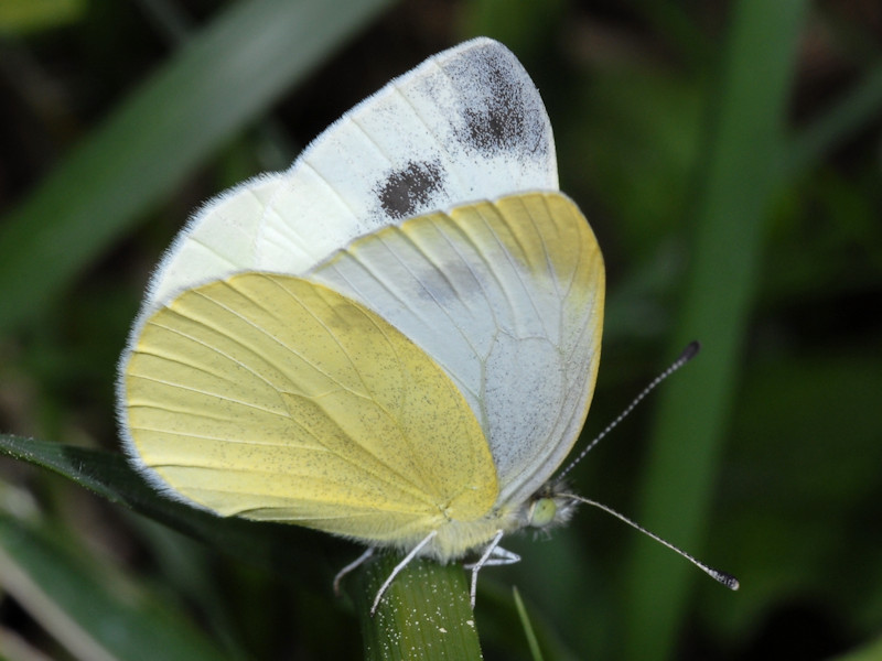 Ciclo vitale di Pieris ergane - Pieridae