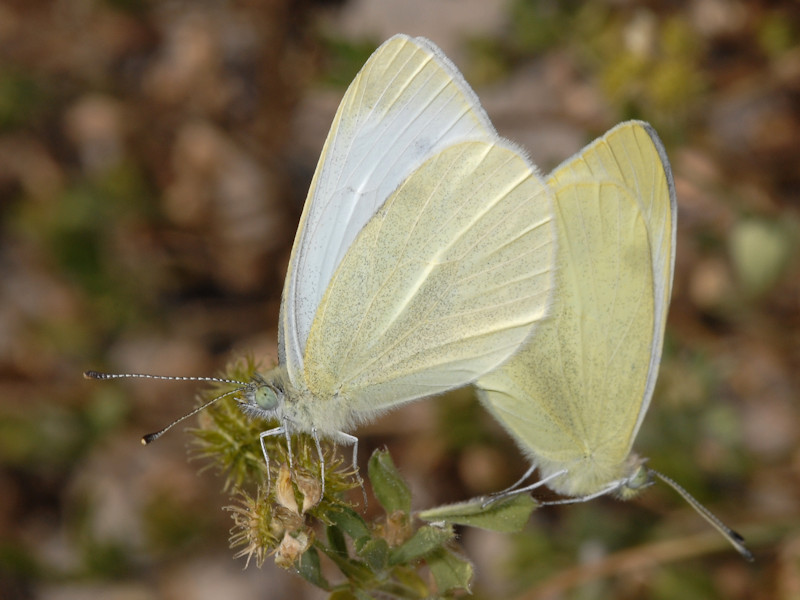 Ciclo vitale di Pieris ergane - Pieridae