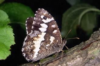 Identific.lepidottero n3