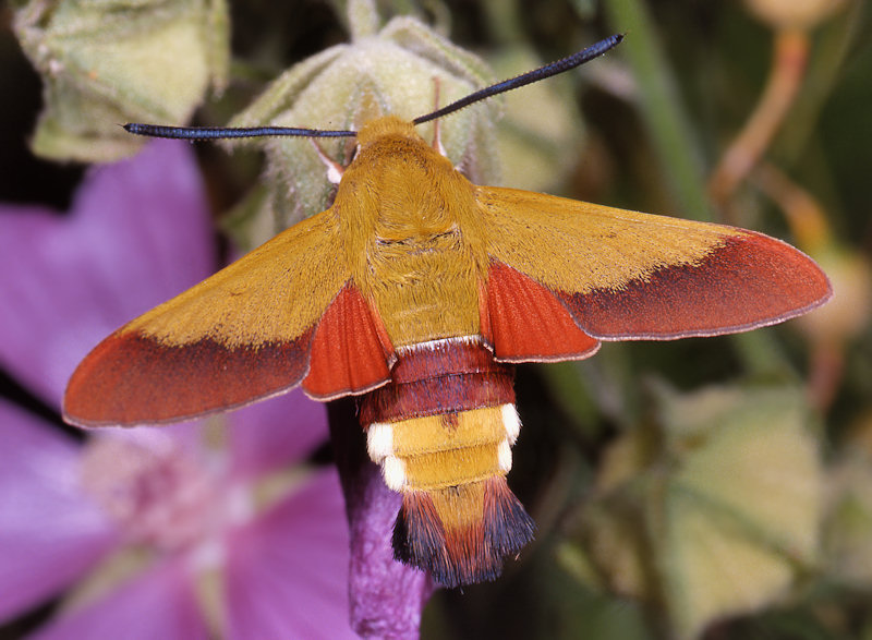 Hemaris croatica - Sphingidae