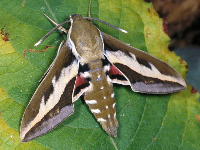 Hyles gallii - Sphingidae