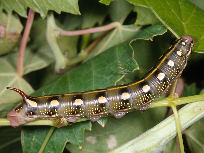 Hyles gallii - Sphingidae