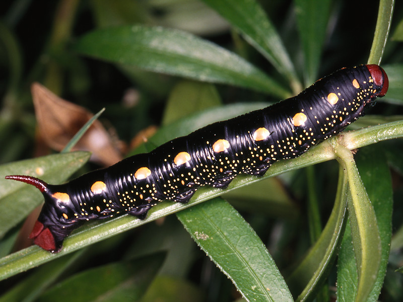 Hyles gallii - Sphingidae