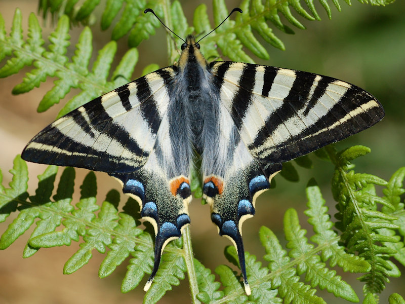 Iphiclides feisthamelii o Iphiclides podalirius? I. podalirius