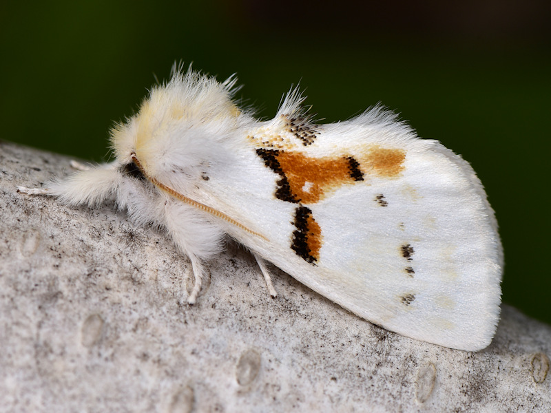 Una bella specie centroeuropea: Leucodonta bicoloria