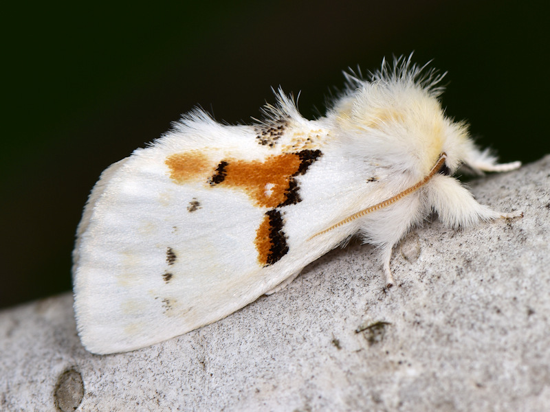 Una bella specie centroeuropea: Leucodonta bicoloria