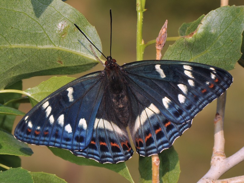 Una new entry: larva, pupa (e adulto) di Limenitis populi