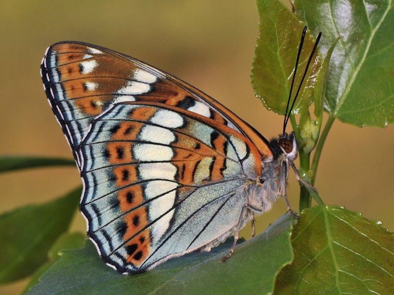 Una new entry: larva, pupa (e adulto) di Limenitis populi