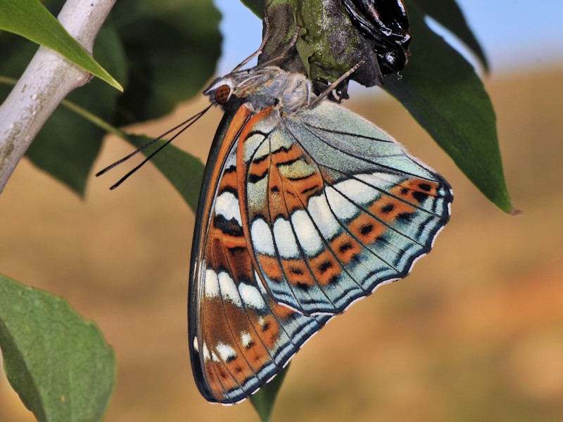 Una new entry: larva, pupa (e adulto) di Limenitis populi