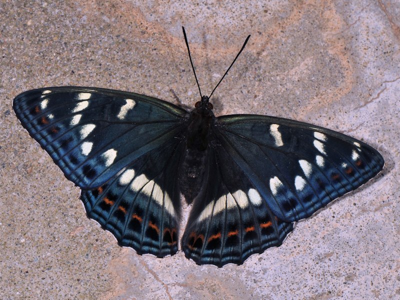 Una new entry: larva, pupa (e adulto) di Limenitis populi