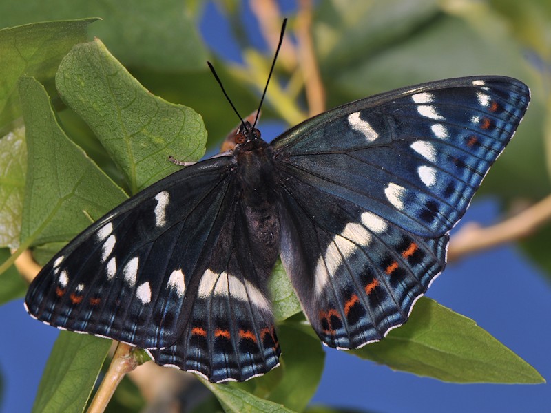 Una new entry: larva, pupa (e adulto) di Limenitis populi