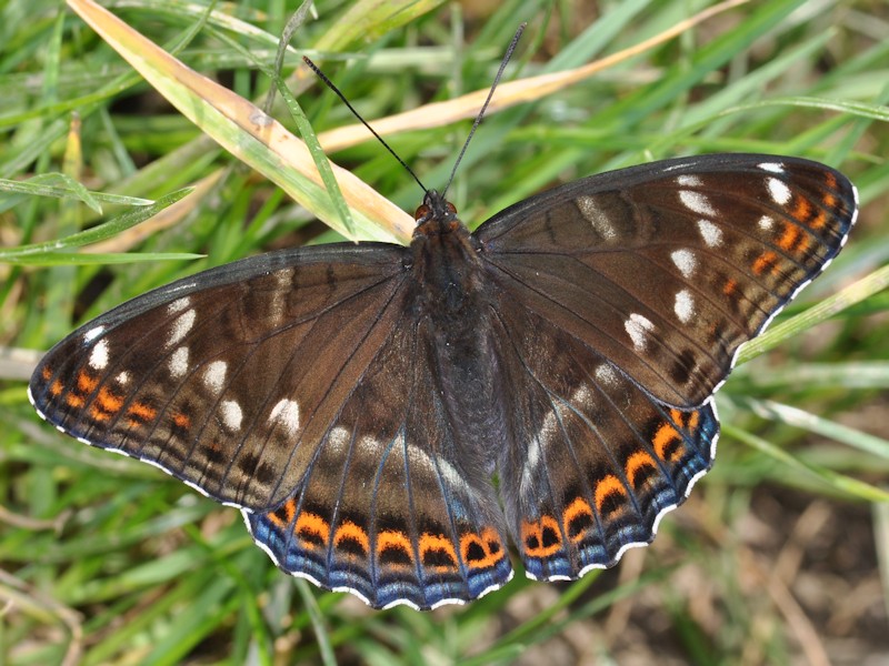 Una new entry: larva, pupa (e adulto) di Limenitis populi